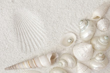 White Seashells On White Sand