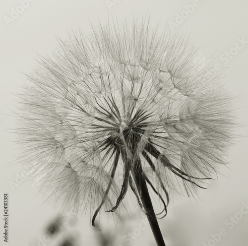 Naklejka na szybę Pusteblume