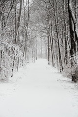 Wall Mural - Snow Cover Trail