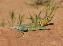 Common Collared Lizard