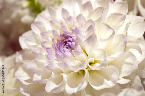 Naklejka - mata magnetyczna na lodówkę Beautiful dahlia petals as pattern or natural background