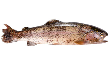 Trout fish isolated on white