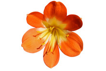 Fleur De Clivia