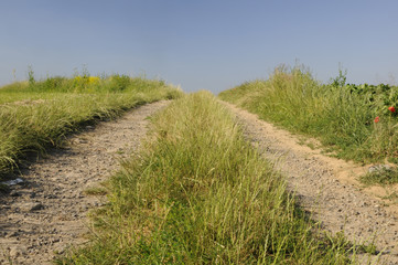 Canvas Print - Feldweg