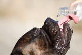 Fototapeta  - Thirsty dog drinking water from bottle