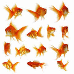 Wall Mural - Goldfish