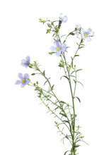 Blue Flowering Flax