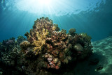 underwater sceane
