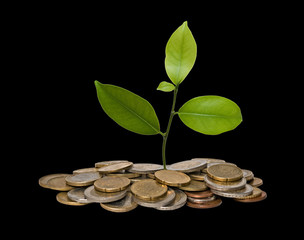 Tree growing from pile of coins