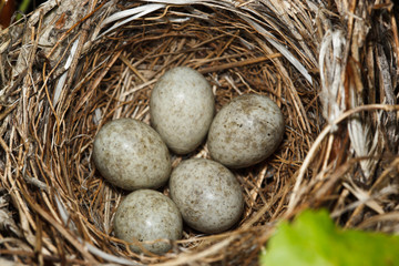 The nest of the Blyth's Reed Warbler , Acrocephalus dumetorum