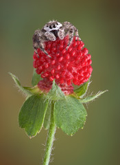 Wall Mural - Jumping spider on tiny fruit