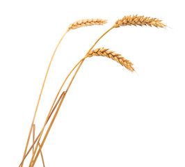 Sticker - isolated bunch of wheat