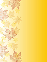 Wall Mural - maple leaf edge