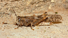 Macro Of Brown Camouflage Grasshopper On Cement Floor
