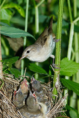 Poster - Garden Warbler, Sylvia borin