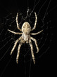 spinne spider 08