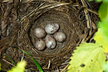 Yellowhammer, Emberiza Citrinella. Nest With Eggs