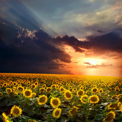 Canvas Print - sunflower