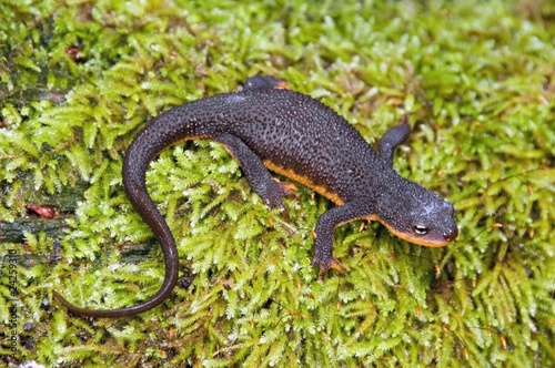 Fotografie, Obraz A Rough-Skinned Newt; Santa Cruz County, California, Usa