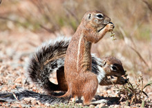 Two Ground Squirrels Eating Grass Seeds On The Ground
