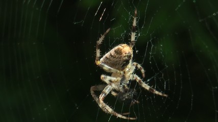 eating spider