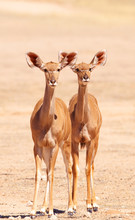 Group Of Kudu (Tragelaphus Strepsiceros)