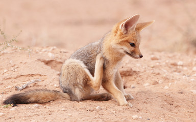 Sticker - Alert Black-backed Jackal (Canis mesomelas)