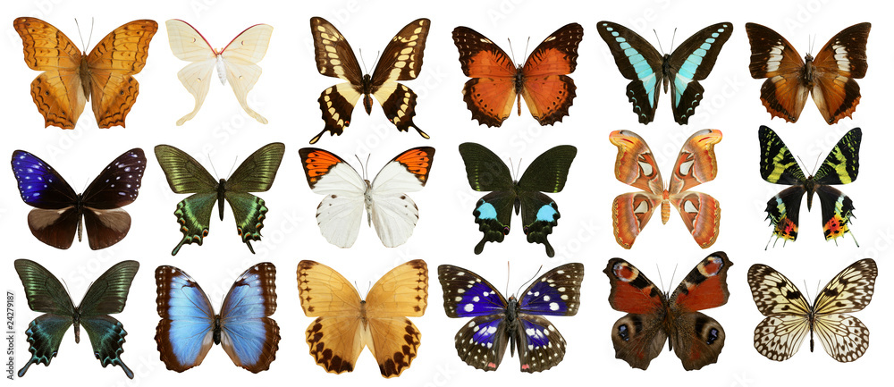 butterflies collection colorful isolated on white - obrazy, fototapety, plakaty 