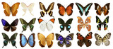 Fototapeta Młodzieżowe - butterflies collection colorful isolated on white