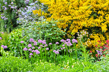 Poster - Blooming flowers in the garden