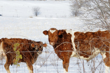 cows in winter