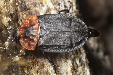 Wall Mural - Red-breasted carrion beetle (Oiceoptoma thoracicum)