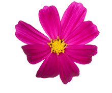 Bright Pink Flower With Yellow Center