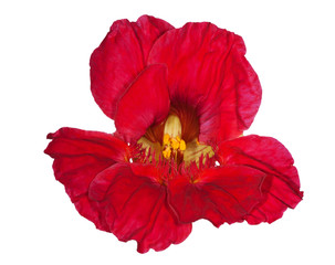 Wall Mural - red nasturtium flower on white