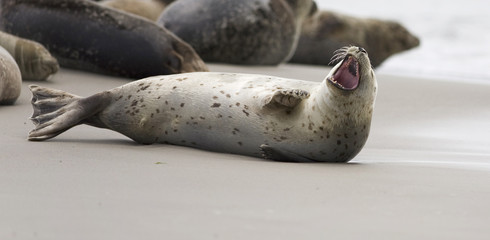 am Strand liegen