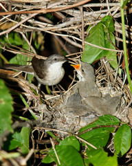 Poster - Lesser Whitethroat, Sylvia curruca