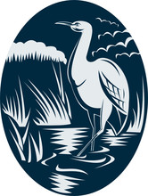 Heron Wading In The Marsh Or Swamp