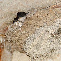 Poster - House Martin, Delichon urbica