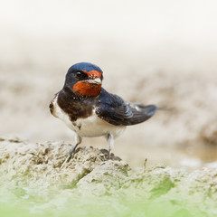 Poster - Barn Swallow, Hirundo rustica