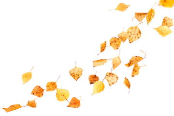 Wall Mural - falling autumn leaves isolated on white