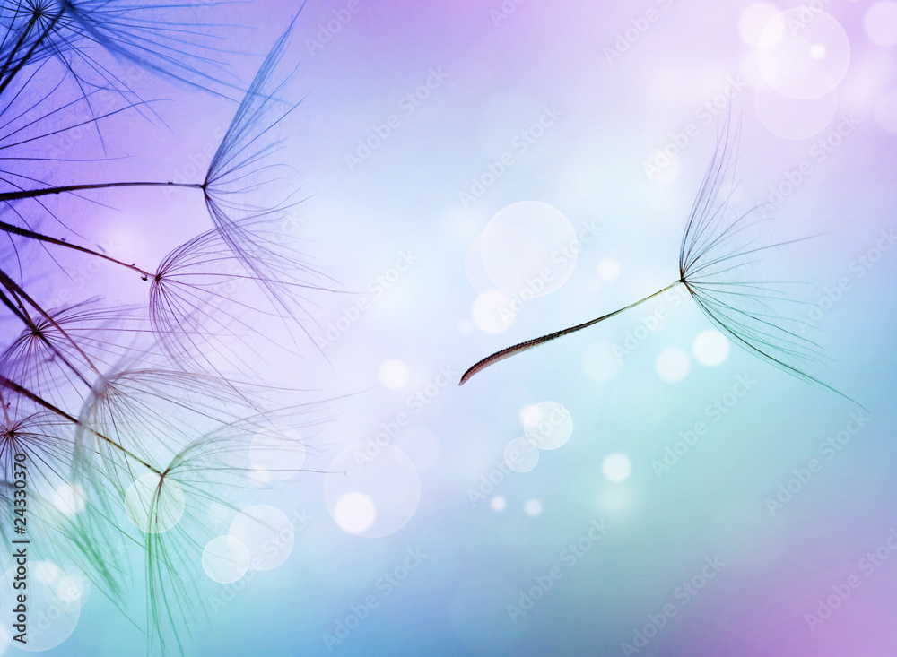 Beautiful Abstract flying Dandelion seeds - obrazy, fototapety, plakaty 
