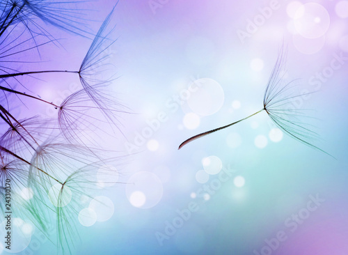 Fototapeta na wymiar Beautiful Abstract flying Dandelion seeds