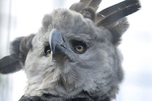 Harpy Eagle Head