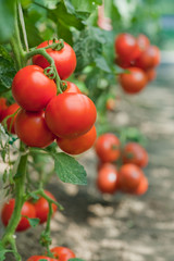 Wall Mural - tomato