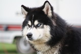 Fototapeta Psy - Siberian Husky mit blauem und braunem Auge