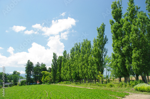 ポプラ並木 Stock 写真 Adobe Stock