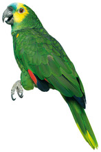 Green Stuffed Parrott On A White Background