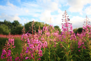 Sticker - Summer  meadow of wildflowers