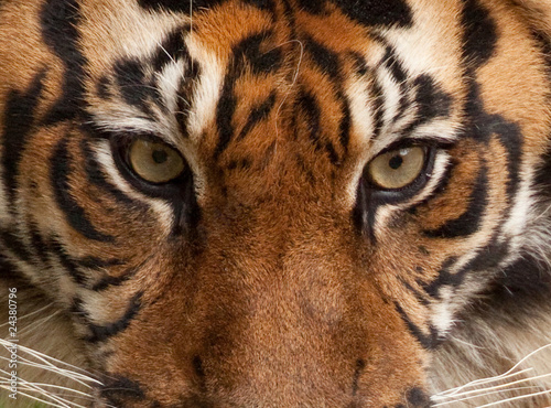 Plakat Portret Tygrysa