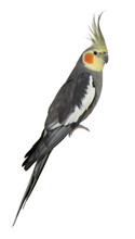 Cockatiel, Nymphicus Hollandicus, Perched